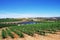 Vineyard at Alentejo region of Portugal