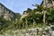 Vineyard Along the Path of Gods in Amalfi