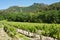 Vineyard in the Alpilles