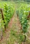 Vineyard in Alsace