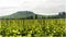 Vineyard in Alsace, France near the village Riquewihr