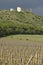 Vineyard with ancient ruine on the back