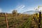 Vineyard and Assisi