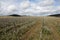 Vineyard in Aude, Occitanie in south of France