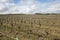 Vineyard in Aude, Occitanie in south of France