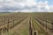 Vineyard in Aude, Occitanie in south of France