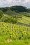 vineyard at the Austrian Slovenian border in Styria