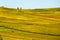 Vineyard during autum in Rhine-Hesse, Rheingau, Germany