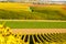 Vineyard during autum in Rhine-Hesse, Rheingau, Germany