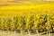 Vineyard during autum in Rhine-Hesse, Rheingau, Germany