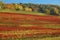 Vineyard in Autumn