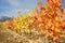 Vineyard in Autumn