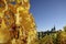 Vineyard in autumn