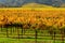 Vineyard in Autumn