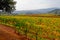 Vineyard in Autumn