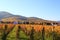 Vineyard in the autumn