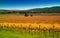 Vineyard in Autumn