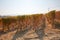 Vineyard in autumn with brown leaves in a sunny day