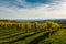 Vineyard in Autumn in Front of the Skyline of Vienna in Austria