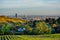 Vineyard in Autumn in Front of the Skyline of Vienna in Austria