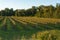 Vineyard in autumn with grapevines without leaves