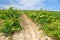 Vineyard at Autumn, La Rioja (Spain)