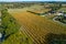 Vineyard in autumn. Mornington Peninsula.