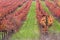 Vineyard in autumn, Napa Valley California