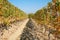 Vineyard in autumn, path between two vine rows with yellow leaves