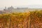 Vineyard in autumn with yellow leaves and ancient buildings