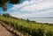 Vineyard at Badacsony, Lake Balaton, Hungary