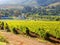 Vineyard banhoek cape S. africa