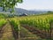 Vineyard with Barn and mountains