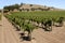 Vineyard in the Barossa Valley
