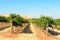 Vineyard - Barossa Valley