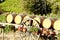 vineyard with barrels, Villeneuve-les-Corbieres, Languedoc-Rouss