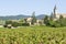 Vineyard in Beaujolais. France.