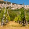 Vineyard Bellow Rocca Maggiore in Umbria, Assisi During