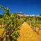 Vineyard Bellow Rocca Maggiore in Umbria, Assisi During a Hot Summer Day