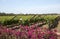 Vineyard in the Bergrivier region South Africa