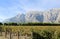 Vineyard and the Biokovo mountains near Baska Voda in Dalmatia, Croatia