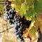 Vineyard and the Biokovo mountains near Baska Voda in Dalmatia, Croatia