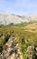 Vineyard and the Biokovo mountains near Baska Voda in Dalmatia, Croatia