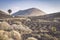 Vineyard on black volcanic soil in La Geria area. Lanzarote.Canary Islands.Spain