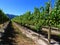 Vineyard, Blenheim, New Zealand