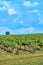 Vineyard and blue sky with clouds