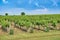 Vineyard and blue sky with clouds