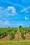 Vineyard and blue sky with clouds