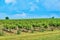 Vineyard and blue sky with clouds