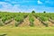 Vineyard and blue sky with clouds